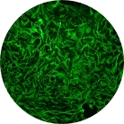 hiPSC-Glial-cells.webp